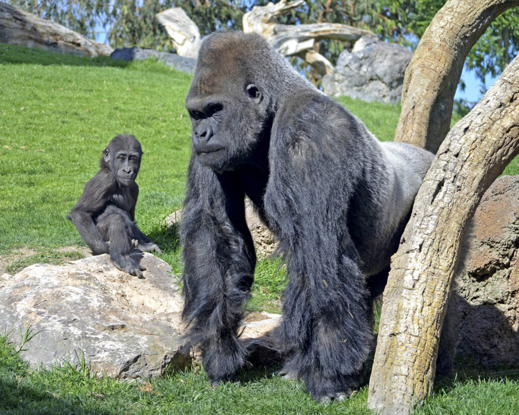 Familia de gorilas de Bioparc Valencia. / ED