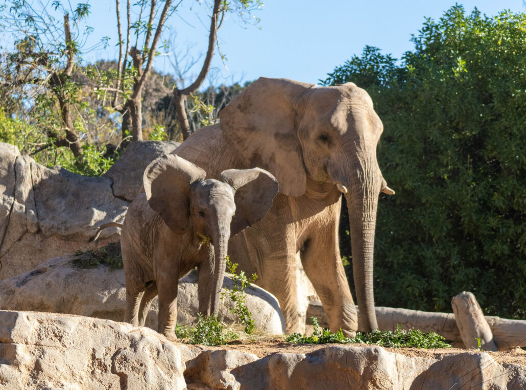 Elefantes en la sabana de Bioparc Valencia. / ED