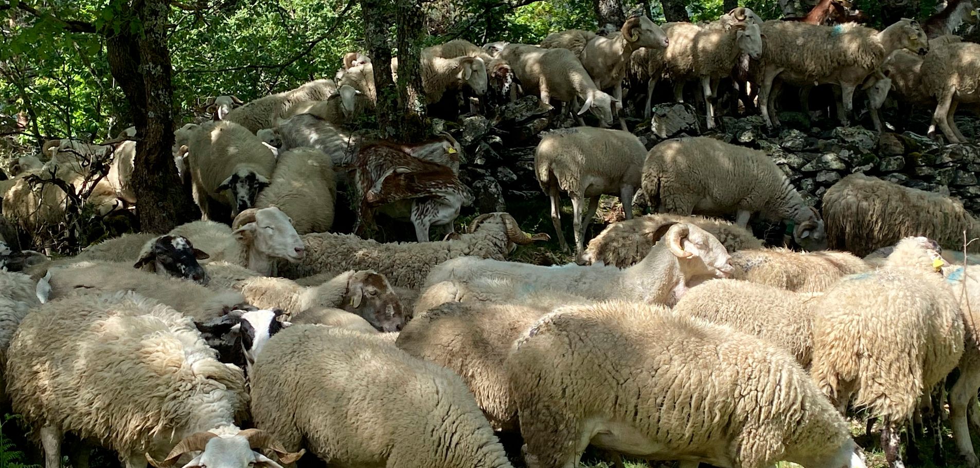 ‘Conexión a Tierra’ te cuenta cómo las ovejas cuidan el monte y quién es el pastor del futuro